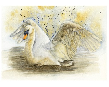 Mute Swan Just Landed