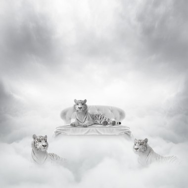 white tigers-1