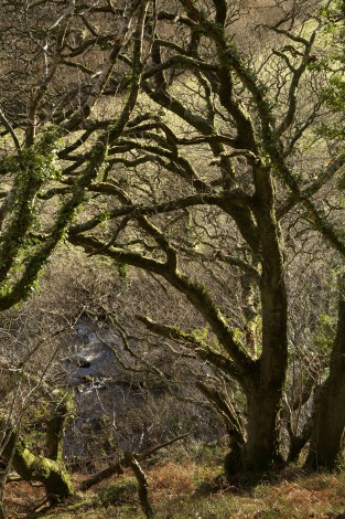Exmoor Tree