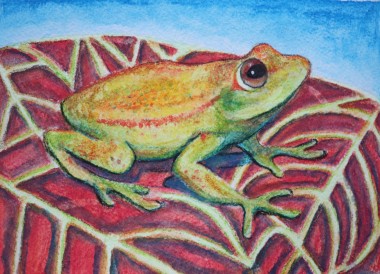 Polka Dot Tree Frog