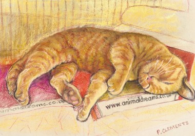 ginger cat dreaming