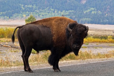Wandering Yellowstone Bison