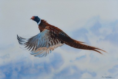 Pheasant Rising