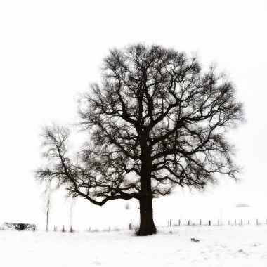 A winter tree in the snow, photo