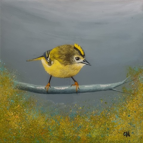 The Nosey Goldcrest 