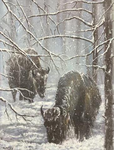 Buffalo’s, Winter in Yellowstone 
