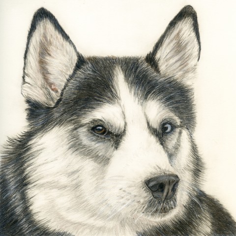 Husky Dog Portrait