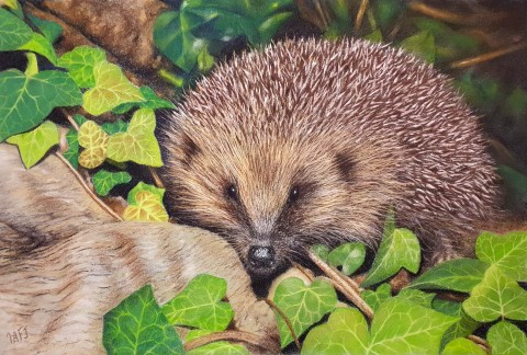 Hedgehog in the Ivy