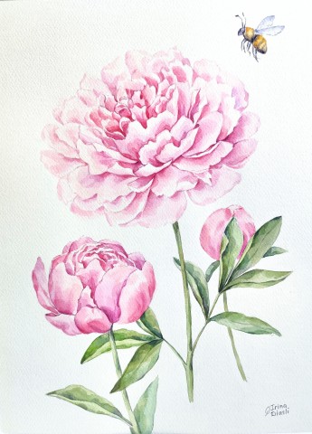 watercolor
painting
peonies
peony
flowers
floral
blooming
spring
composition
modern
botanical
realism
