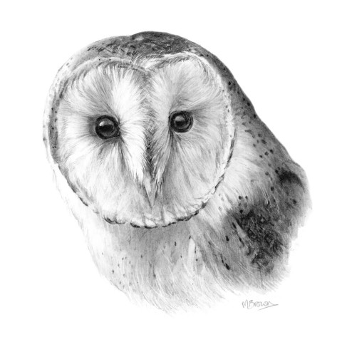 Barn Owl Sketch