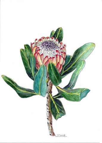 Protea,watercolor, flowers,spring,